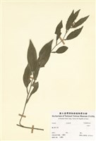 藏品(石柑子)的圖片